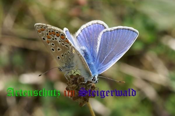 Copyright AiS / Mario Meier Bild zum Eintrag (22106-160)