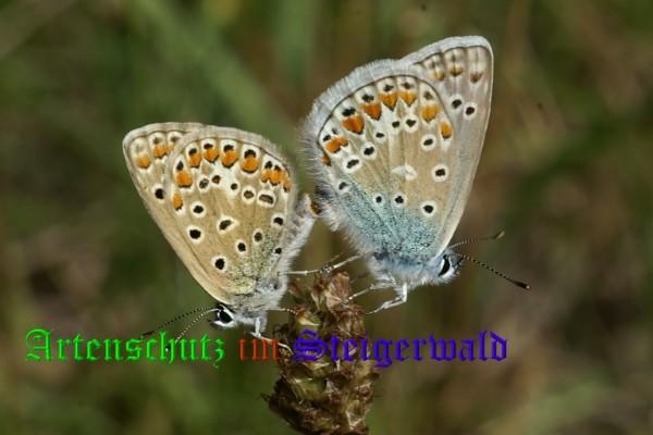 Copyright AiS / Mario Meier Bild zum Eintrag (22107-160)