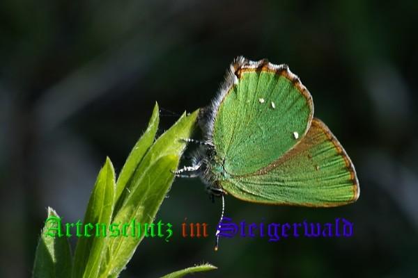 Copyright AiS / Mario Meier Bild zum Eintrag (22111-160)