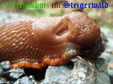 Copyright AiS / M. Köhler Bild zum Eintrag (22131-160)