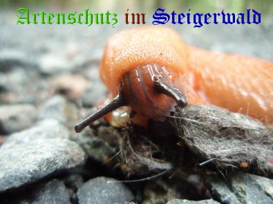 Copyright AiS / M. Köhler Bild zum Eintrag (22132-160)