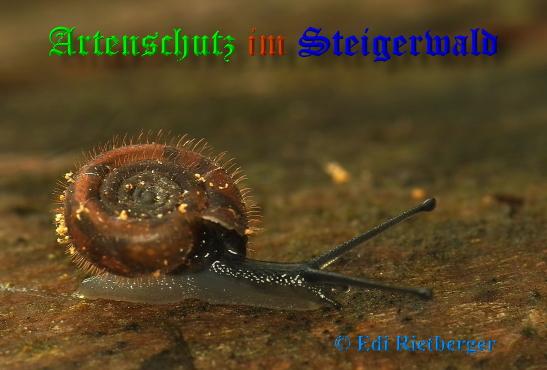 Copyright AiS / 2009 Edi Rietberger Bild zum Eintrag (22136-160)