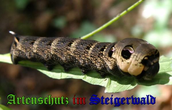 Copyright AiS / 2009-Albert Meier Bild zum Eintrag (22146-160)
