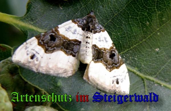 Copyright AiS / 2009 - Albert Meier Bild zum Eintrag (22158-160)