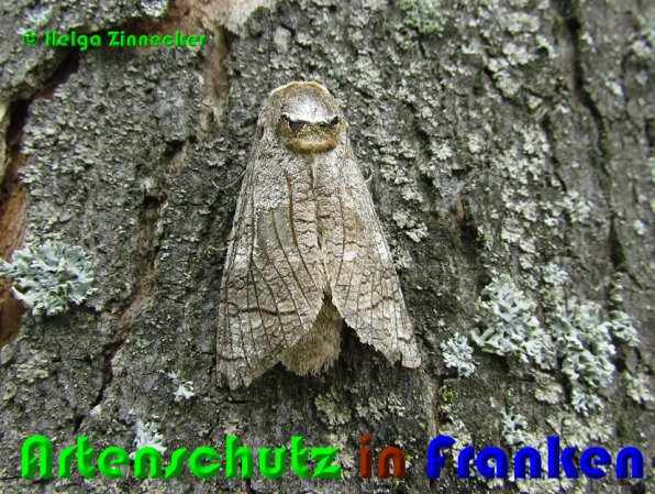 Copyright AiS Helga Zinnecker Bild zum Eintrag (22167-160)