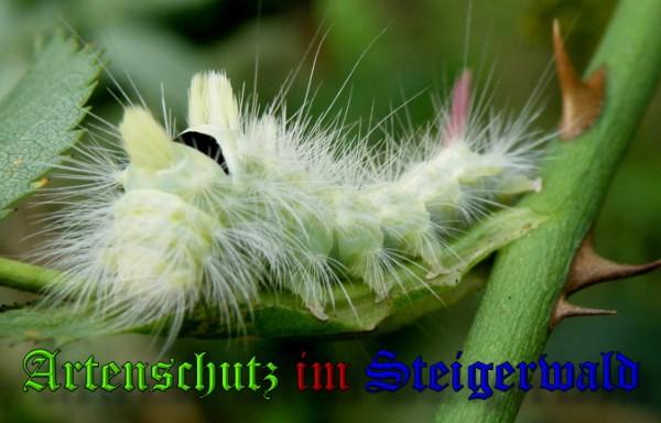 Copyright AiS / 2009 Albert Meier Bild zum Eintrag (22174-160)