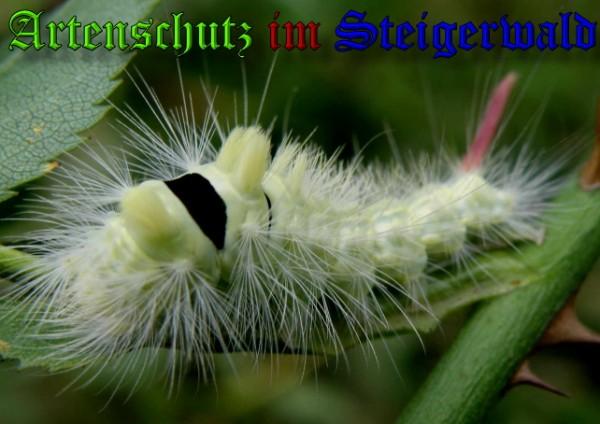 Copyright AiS / 2009 Albert Meier Bild zum Eintrag (22175-160)