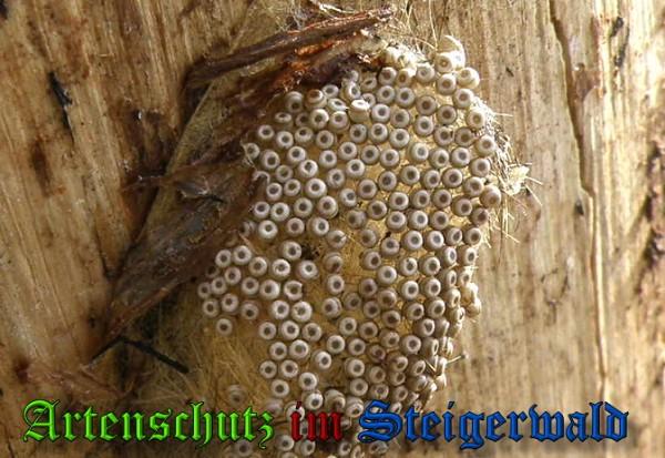 Copyright AiS / 2010 Albert Meier Bild zum Eintrag (22179-160)