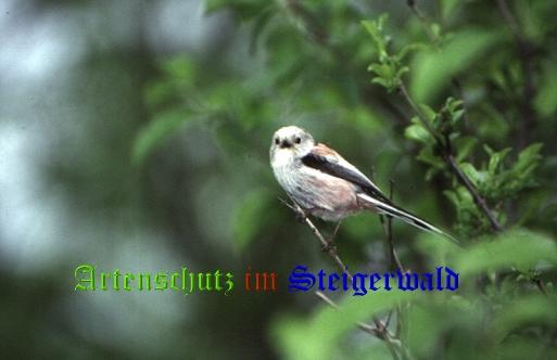 Copyright AiS / 2008 Hubertus Zinnecker Bild zum Eintrag (22184-160)