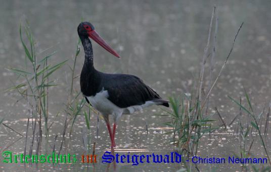 Copyright AiS / 2009 / Christian Neumann / Tornadoropa Bild zum Eintrag (22206-160)