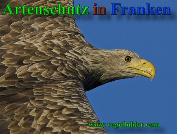 Copyright AiS - Werner Oppermann - www.vogelbilder.com Bild zum Eintrag (22224-160)