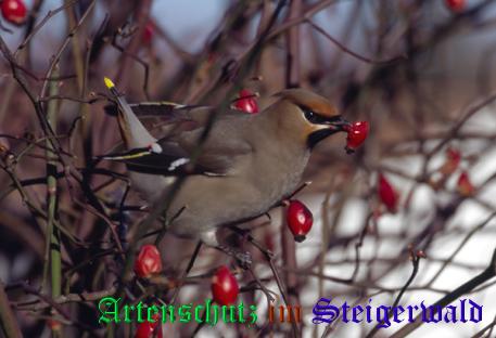 Copyright AiS / 2008 Gehrig Bild zum Eintrag (22241-160)