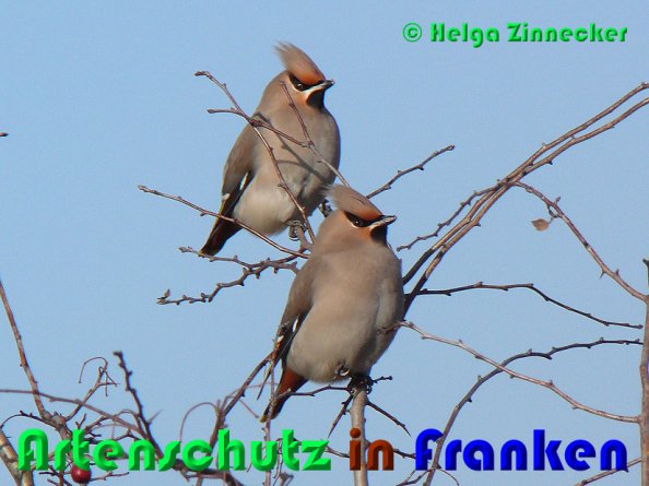 Copyright AiS Helga Zinnecker Bild zum Eintrag (22243-160)