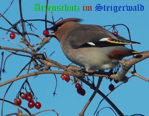 Copyright AiS / 2009 Georg Sperber Bild zum Eintrag (22250-160)