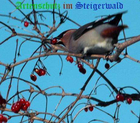 Copyright AiS / 2009 Dr. Georg Sperber Bild zum Eintrag (22253-160)