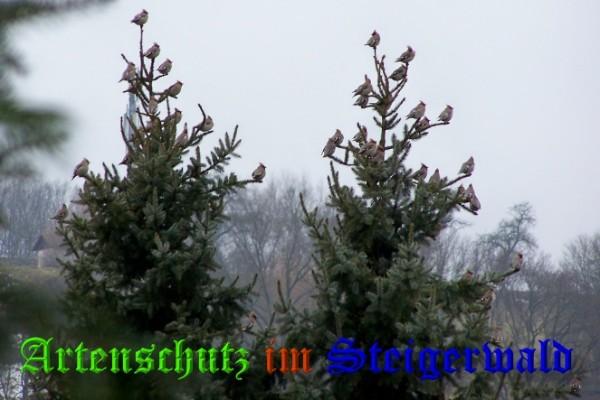 Copyright AiS / 2009 Winfried Zeck Bild zum Eintrag (22255-160)