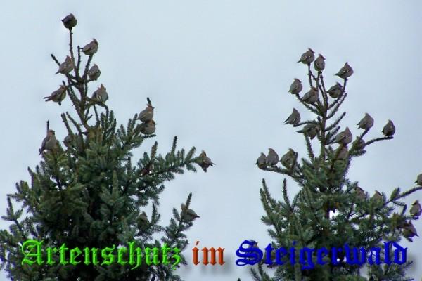 Copyright AiS / 2009 Winfried Zeck Bild zum Eintrag (22256-160)