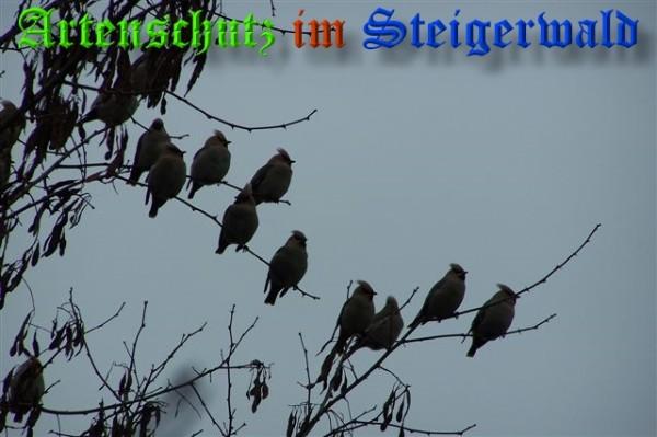 Copyright AiS / 2009 Maria Rattmann Bild zum Eintrag (22261-160)