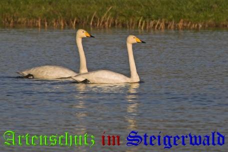 Copyright AiS / Ulrich Rösch Bild zum Eintrag (22286-160)