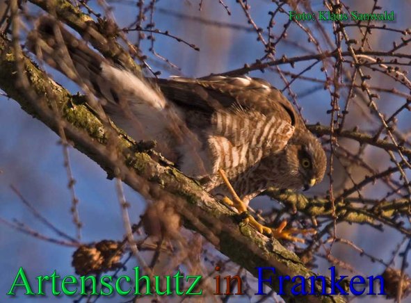 Copyright AiS-Klaus Sanwald Bild zum Eintrag (22301-160)