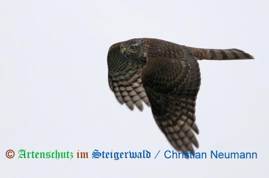 Copyright AiS / 2009 / Christian Neumann / Tornadoropa Bild zum Eintrag (22303-160)