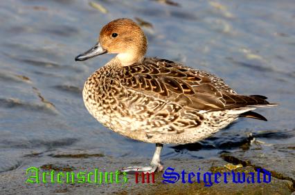 Copyright AiS / Andy Gehrig Bild zum Eintrag (22306-160)