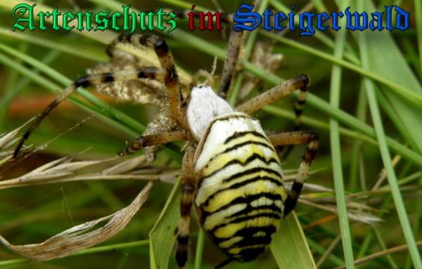 Copyright AiS / 2009 Albert Meier Bild zum Eintrag (22337-160)