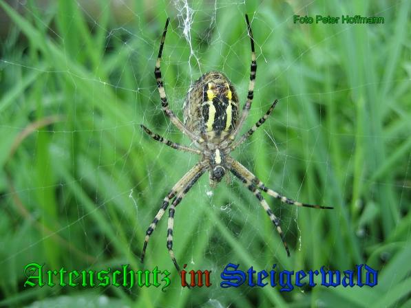 Copyright AiS - Peter Hoffmann Bild zum Eintrag (22343-160)