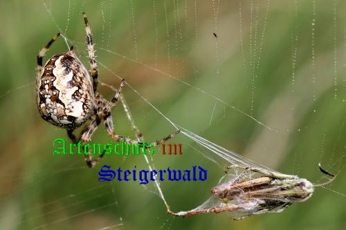 Copyright AiS / Günter Neuberger Bild zum Eintrag (22346-160)