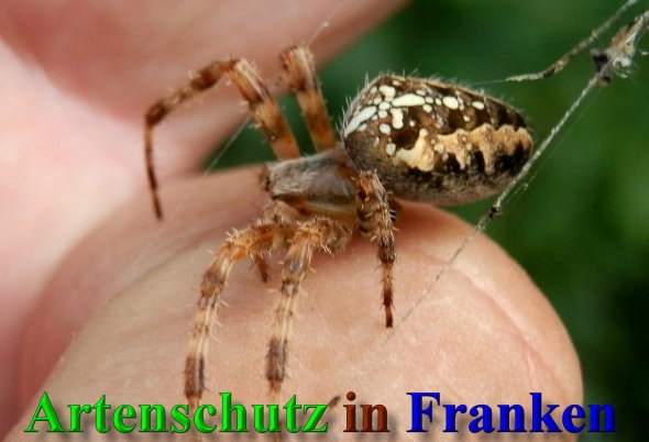 Copyright AiS- Albert Meier Bild zum Eintrag (22348-160)