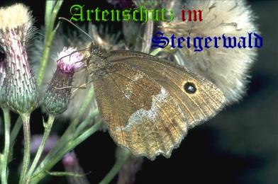 Copyright AiS / Mario Meier Bild zum Eintrag (22368-160)