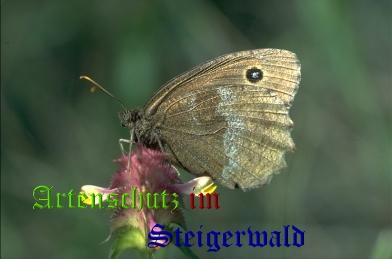 Copyright AiS / Mario Maier Bild zum Eintrag (22369-160)