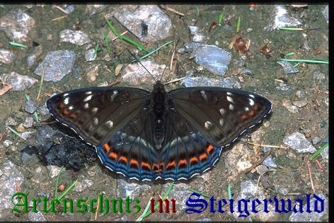 Copyright AiS / Mario Maier Bild zum Eintrag (22382-160)