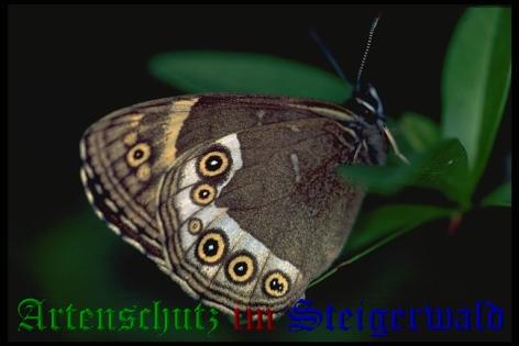 Copyright AiS / Mario Maier Bild zum Eintrag (22388-160)
