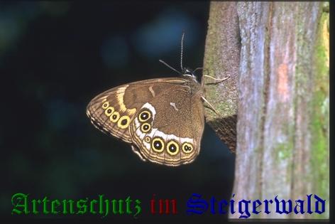 Copyright AiS / Mario Maier Bild zum Eintrag (22391-160)
