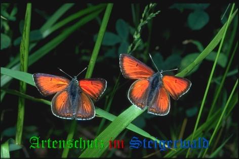 Copyright AiS / Mario Maier Bild zum Eintrag (22399-160)