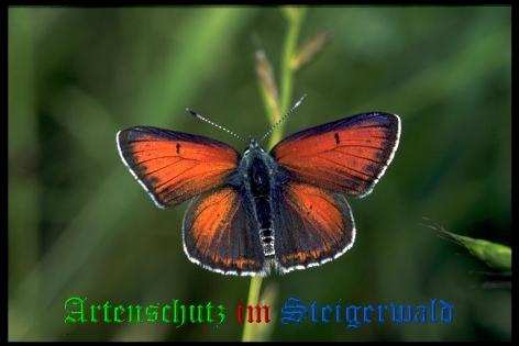 Copyright AiS / Mario Maier Bild zum Eintrag (22403-160)