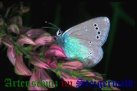 Copyright AiS / Mario Maier Bild zum Eintrag (22408-160)