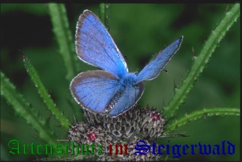 Copyright AiS / Mario Maier Bild zum Eintrag (22413-160)