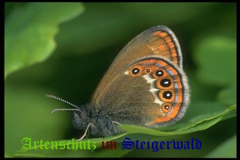 Copyright AiS / Mario Maier Bild zum Eintrag (22428-160)
