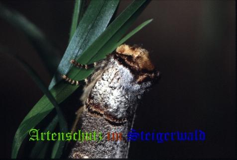 Copyright AiS / 2008 Hubertus Zinnecker Bild zum Eintrag (22432-160)