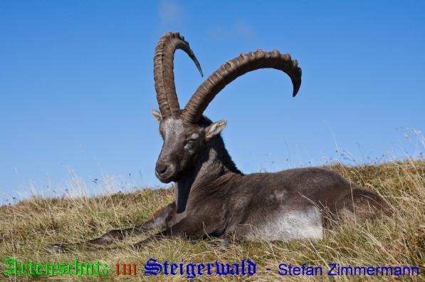 Copyright AiS / 2009 Stefan Zimmermann Bild zum Eintrag (22447-160)