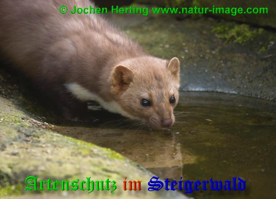 Copyright AiS / 2009 Jochen Hertin www.natur-image.com Bild zum Eintrag (22461-160)