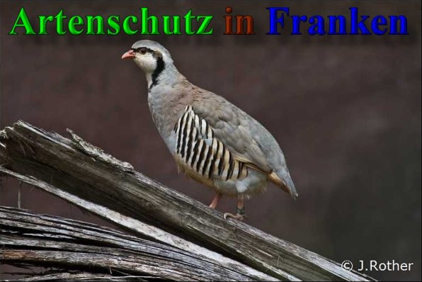Copyright AiS-Johannes Rother Bild zum Eintrag (22468-160)