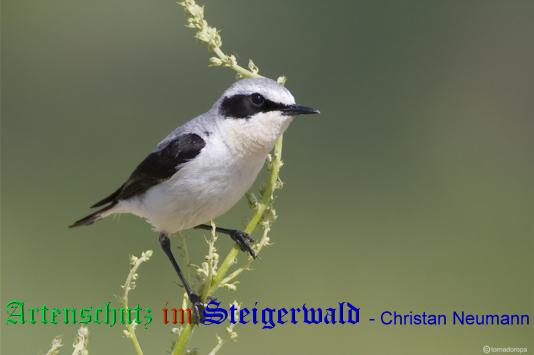 Copyright AiS / 2009 / Christian Neumann / Tornadoropa Bild zum Eintrag (22490-160)