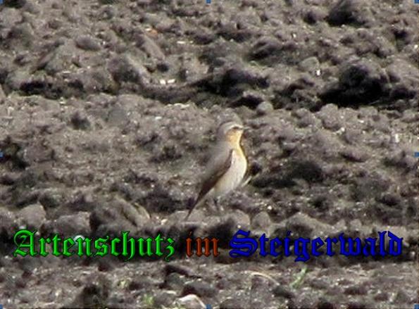 Copyright AiS - Tomaschek Bild zum Eintrag (22495-160)