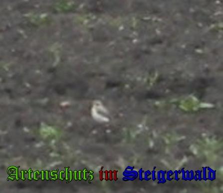 Copyright AiS / 2010 Tomaschek Bild zum Eintrag (22498-160)
