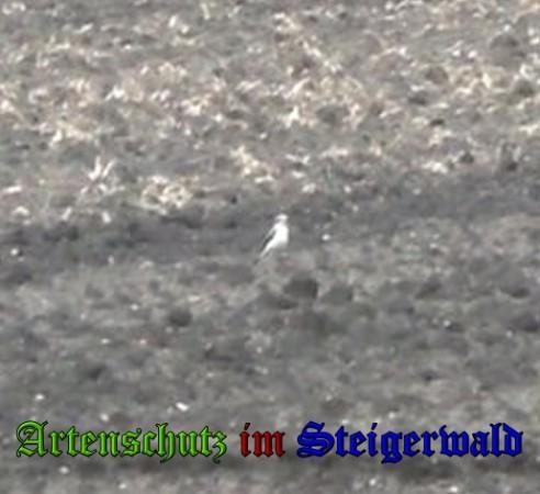 Copyright AiS / 2010 Tomaschek Bild zum Eintrag (22500-160)