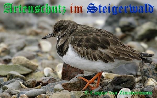 Copyright AiS / 2009 Caspar von Zimmermann Bild zum Eintrag (22504-160)
