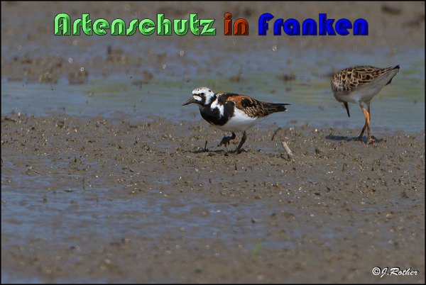 Copyright AiS Johannes Rother Bild zum Eintrag (22505-160)